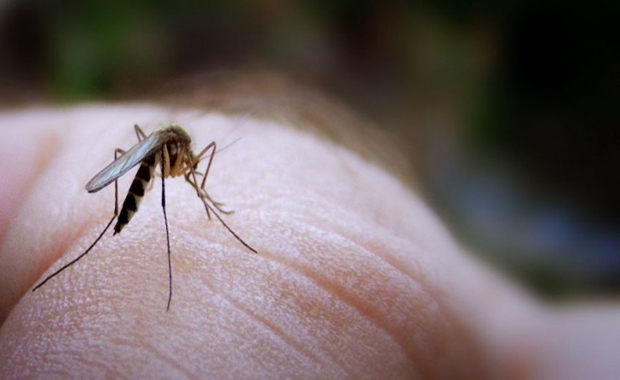 Sivrisineklerden korunmanın 7 yolu 1