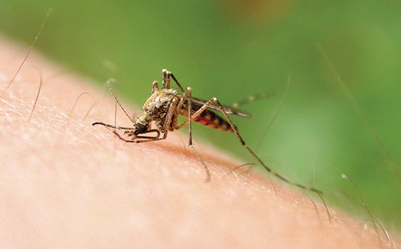 Sivrisineklerden korunmanın 7 yolu 5