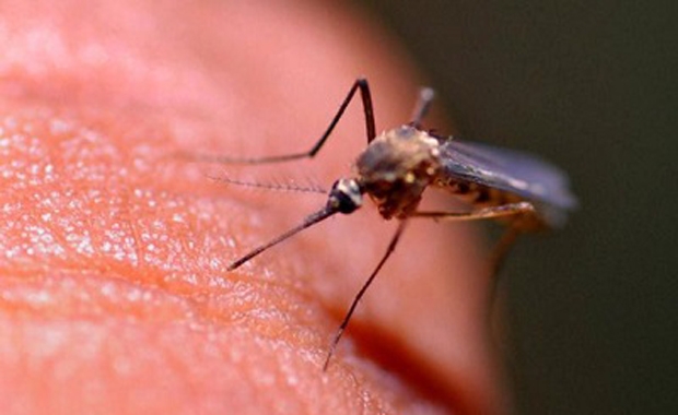 Sivrisineklerden korunmanın 7 yolu 7