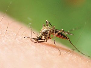 Sivrisineklerden korunmanın 7 yolu