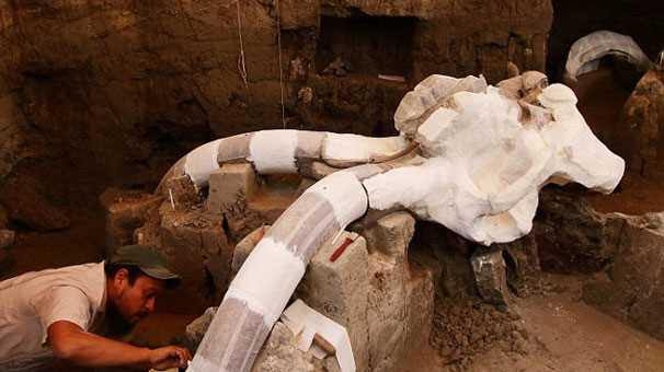 14 bin yaşında mamut keşfedildi 1