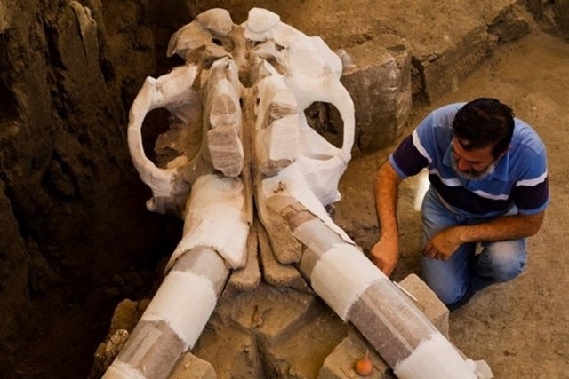 14 bin yaşında mamut keşfedildi 12