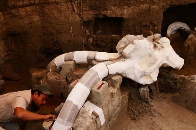 14 bin yaşında mamut keşfedildi 14