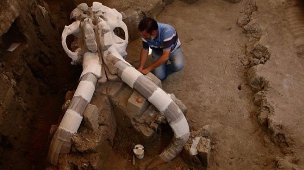 14 bin yaşında mamut keşfedildi 6