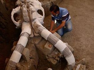 14 bin yaşında mamut keşfedildi