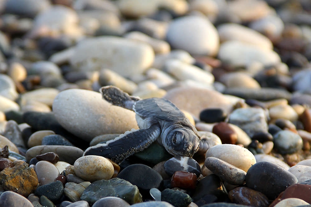 Deniz kaplumbağalarının zorlu yolculuğu 1