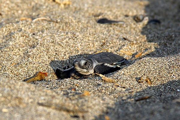 Deniz kaplumbağalarının zorlu yolculuğu 2