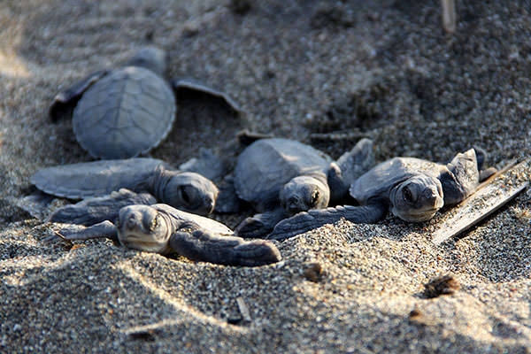 Deniz kaplumbağalarının zorlu yolculuğu 3