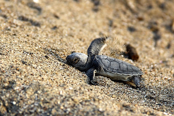 Deniz kaplumbağalarının zorlu yolculuğu 4