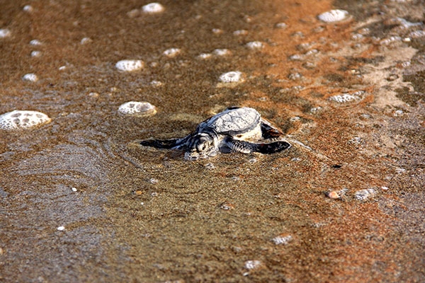 Deniz kaplumbağalarının zorlu yolculuğu 5