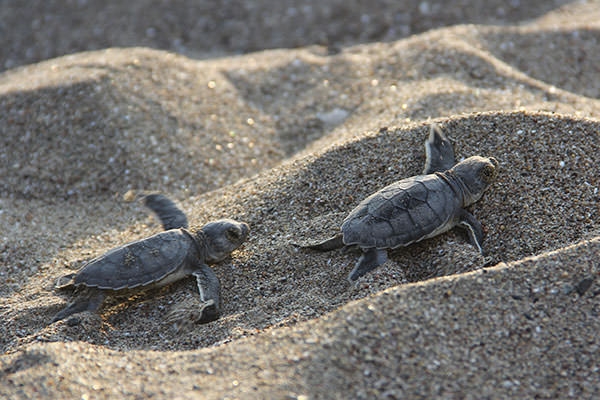Deniz kaplumbağalarının zorlu yolculuğu 6