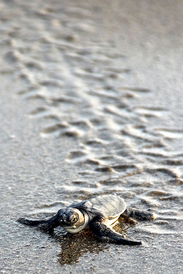 Deniz kaplumbağalarının zorlu yolculuğu 8