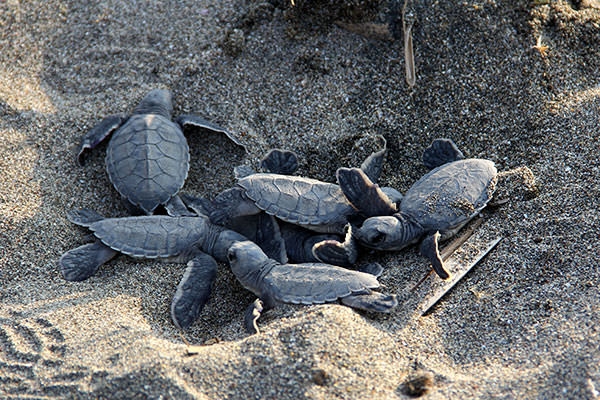 Deniz kaplumbağalarının zorlu yolculuğu 9