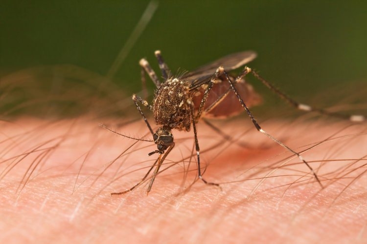 Sivrisineklerden kurtulmak için bunları yapın 1
