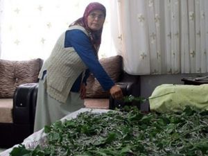 Aile bütçesine katkı sağlamak için bakın ne yetiştiriyor
