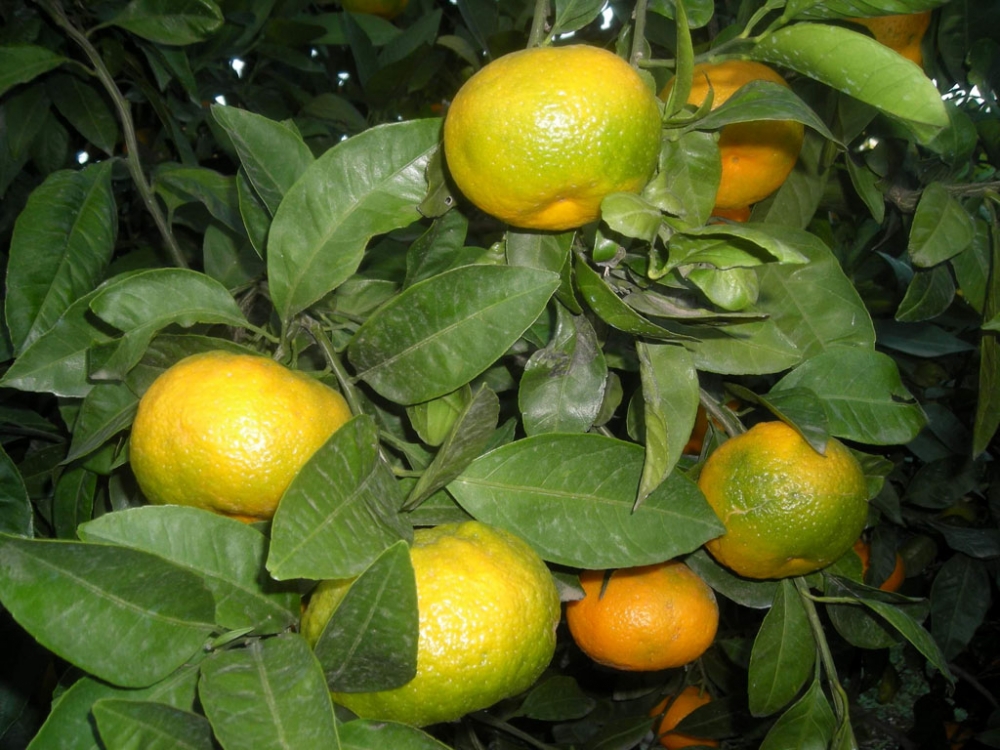 Ukrayna, 29 ton mandalinayı Türkiye'ye geri gönderdi 4