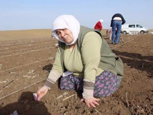 Milli tohum ıslah çalışmalarında 'Kadın emeği'