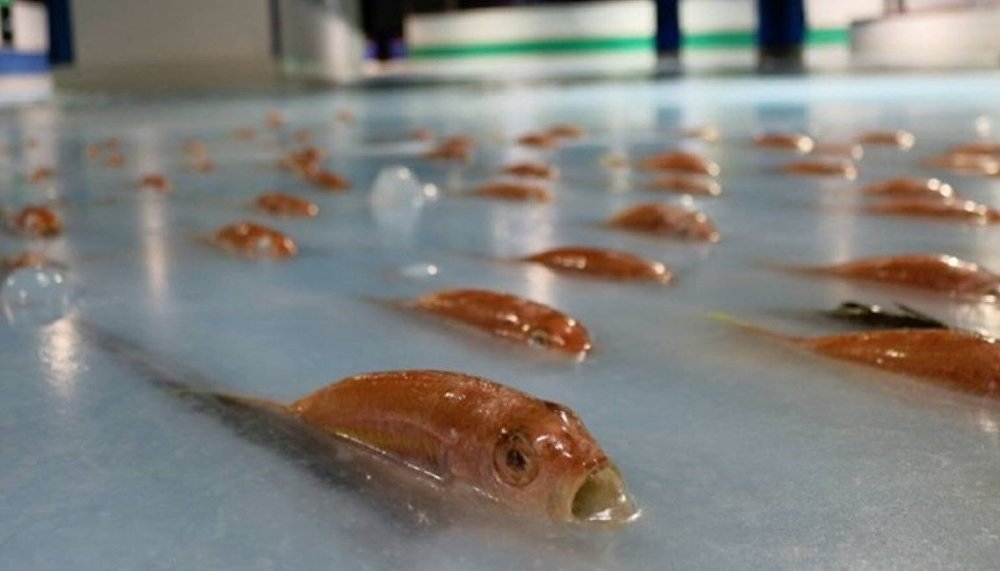 Japonya'da 5 bin balığı buz pistinde dondurdular 1