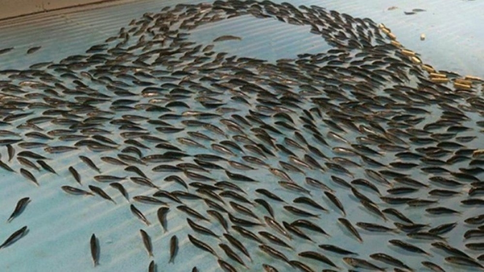 Japonya'da 5 bin balığı buz pistinde dondurdular 4