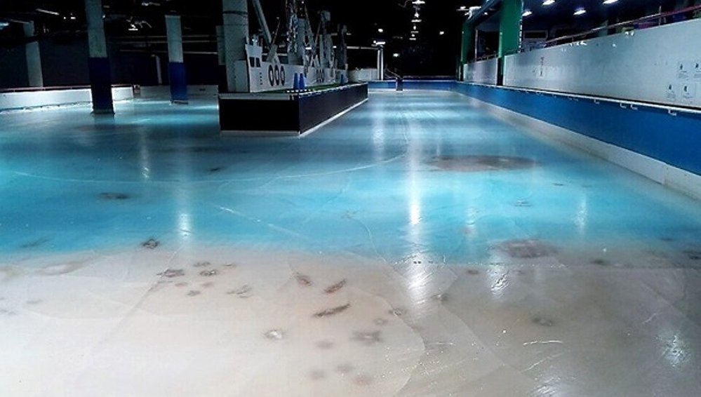 Japonya'da 5 bin balığı buz pistinde dondurdular 5