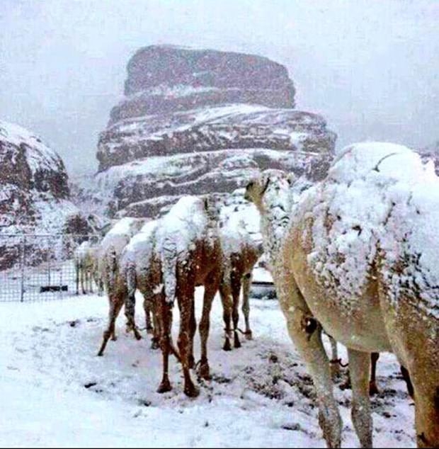 Suudi Arabistan'da çöle aniden kar yağdı! 1