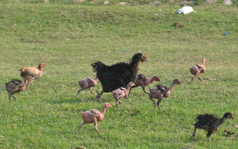 İsrailli cani profesör hayvanlara bunu da yaptı! 7