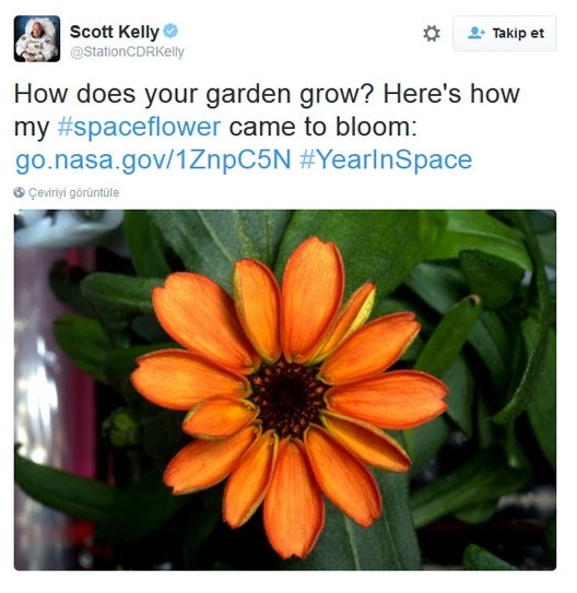 NASA uzayda çiçek yetiştirdi 7