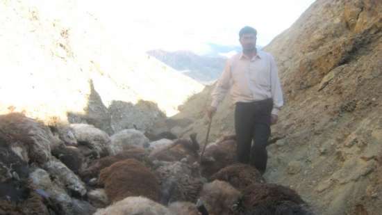 SÜRÜ PSİKOLOJİSİ ÖLÜM GETİRDİ 4