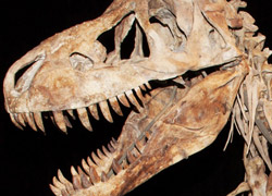 Evde Dinozor İskeleti Bulundu