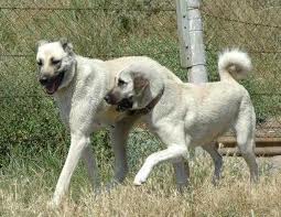 Kangal dövüştüren köylülere 5 biner lira ceza