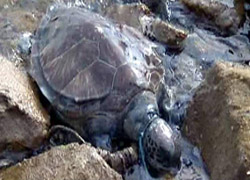 Caretta carattaya akıl almaz işkence