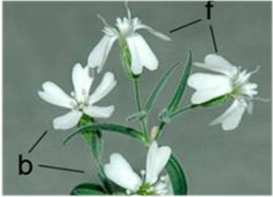 31 Bin yıllık tohum canlandırıldı!