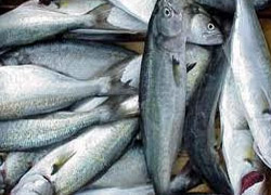 Ruslar Türk balığını sevdi, ihracat 22 kat arttı