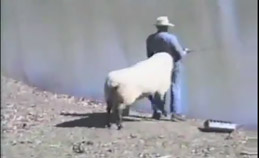 Kızgın koç adamı suya attı