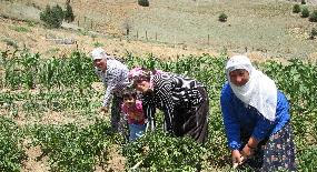 Kendi hesabına çalışan kadınlar sigortalı olacak