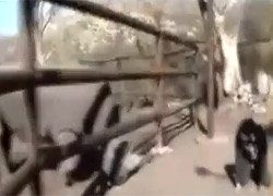 Üzerine binilecek en son hayvan  
