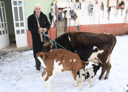Yetim kalan kuzuya inek annelik yapıyor