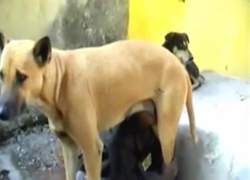 Bir yıl boyunca köpek sütü ile beslendi