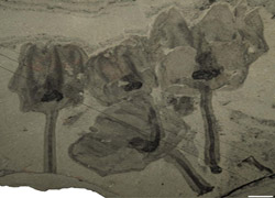 Güney Afrika'da yeni bir tilki türünün fosili bulundu