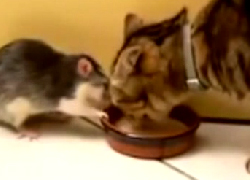 Kedi ve farenin süt mücadelesi