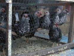 Tavuk kümesinin içinde esrar sevkiyatı
