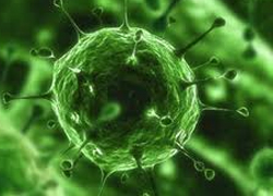 Hong Kong'da H5N1 paniği