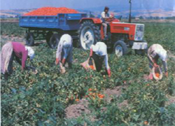 Kadınlar tarım sigortalılığından yararlanabilecek
