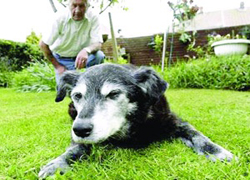 Dünyanın en yaşlı köpeği öldü