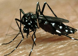 Avrupa 90 yıl sonra Dengue kabusu yaşıyor