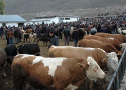600 bin sığır ithal edildi