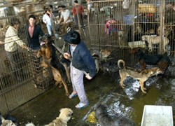 Çin'de 800 köpek "yemek" olmaktan kurtuldu