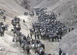 Bu katırlar para basıyor