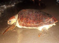 Muğla'da 5 caretta carettaya uydu cihazı takıldı