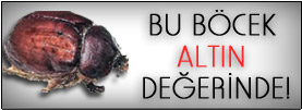 Bu böcek altın değerinde!